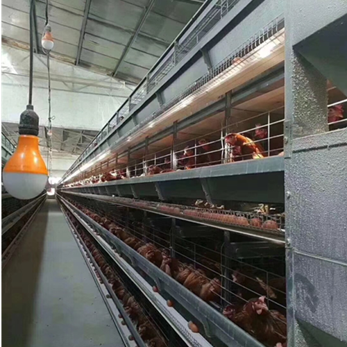Layer cage breeding equipment( Please contact email to ask for price)