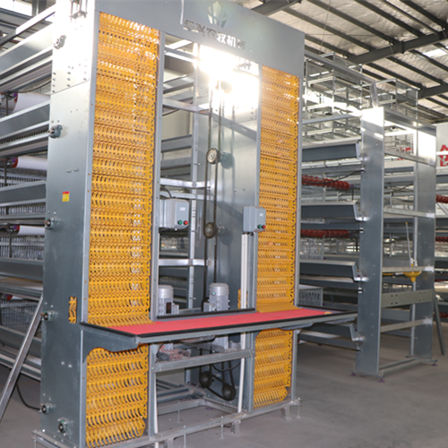 Fully automatic egg picking system( Please contact email to ask for price)