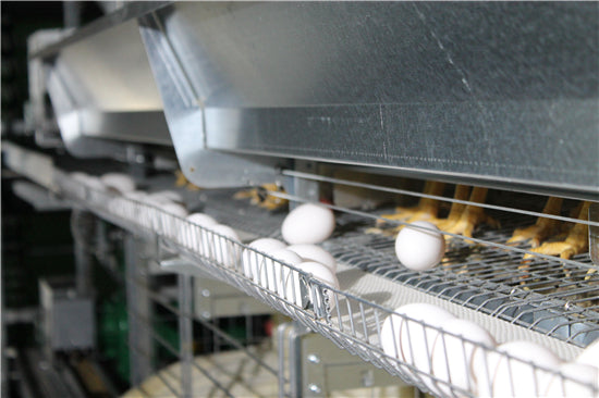 Fully automatic egg picking system（ Please contact email to ask for price）