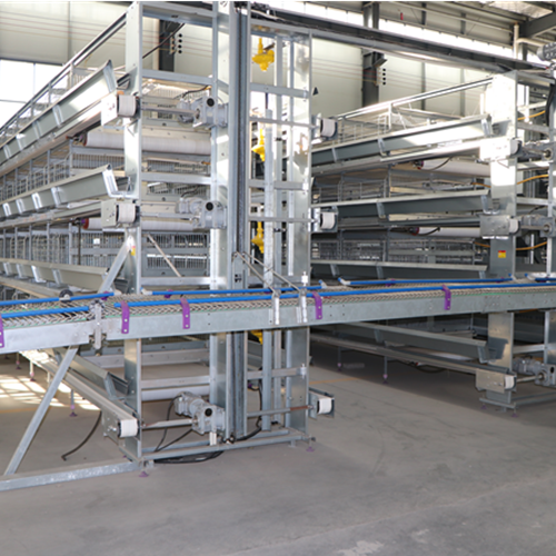 Fully automatic egg picking system（ Please contact email to ask for price）