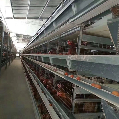 Layer cage breeding equipment（ Please contact email to ask for price）
