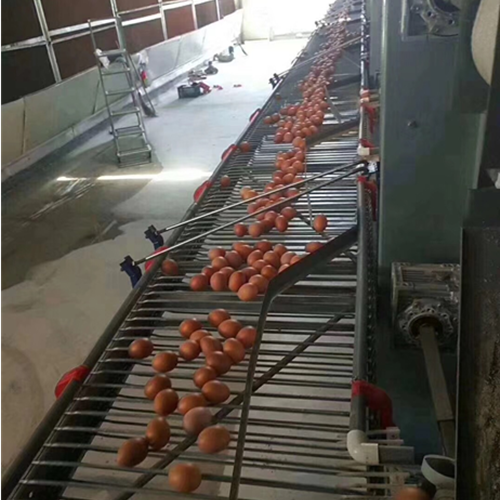 Layer cage breeding equipment（ Please contact email to ask for price）
